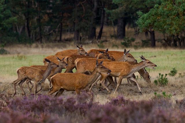 05 Hoge Veluwe, edelherten.jpg